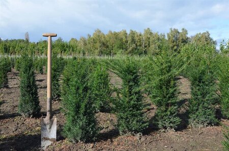 Taxus baccata 60-80 cm RB - image 24