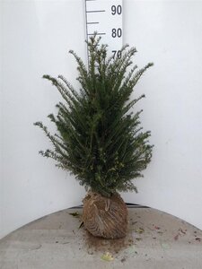 Taxus baccata 60-80 cm RB - image 31