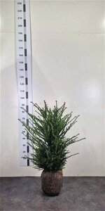 Taxus baccata 60-80 cm RB - image 30
