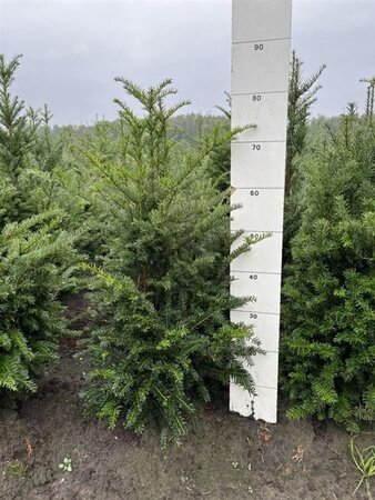 Taxus baccata 60-80 cm RB - image 8