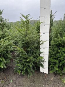 Taxus baccata 60-80 cm RB - image 8