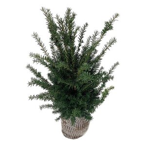 Taxus baccata 60-80 cm RB - image 5