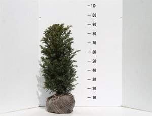 Taxus baccata 60-80 cm RB - image 14