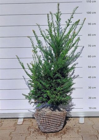Taxus baccata 60-80 cm RB - image 17