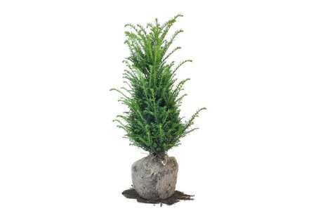 Taxus baccata 60-80 cm RB - image 16