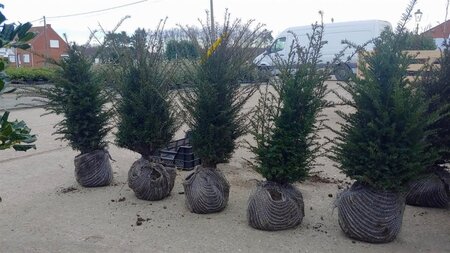 Taxus baccata 60-80 cm RB - image 25