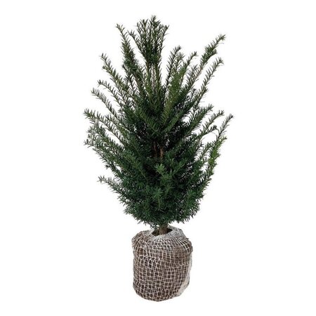 Taxus baccata 60-80 cm RB - image 6