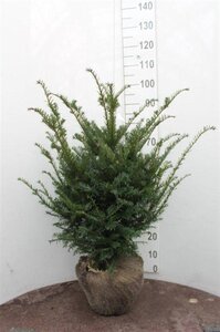 Taxus baccata 60-80 cm RB - image 28
