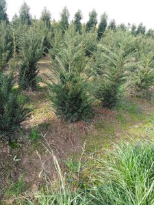 Taxus baccata 60-80 cm RB - image 22
