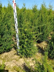 Taxus baccata 60-80 cm RB - image 27