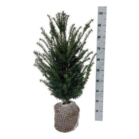Taxus baccata 60-80 cm RB - image 7