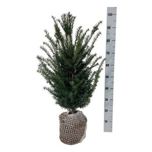 Taxus baccata 60-80 cm RB - image 7