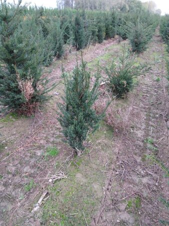 Taxus baccata 60-80 cm RB - image 23