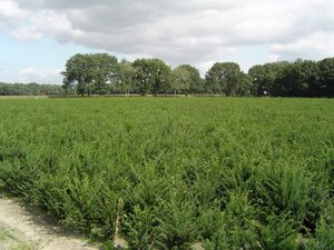 Taxus baccata 60-80 cm RB - image 9