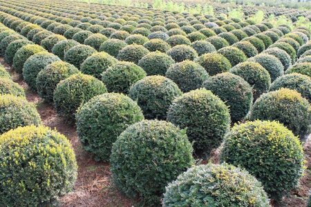 Taxus baccata 60 cm met kluit bol - afbeelding 6