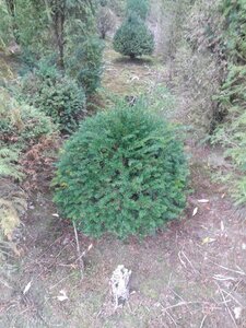 Taxus baccata 70 cm met kluit bol - afbeelding 6