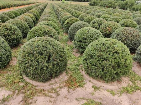 Taxus baccata 70 cm RB bulb - image 7