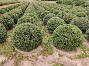 Taxus baccata 70 cm RB bulb - image 7