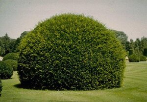 Taxus baccata 80-100 cm met kluit - afbeelding 13