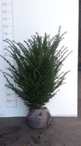 Taxus baccata 80-100 cm met kluit - afbeelding 18