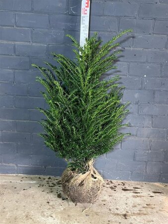 Taxus baccata 80-100 cm met kluit - afbeelding 11