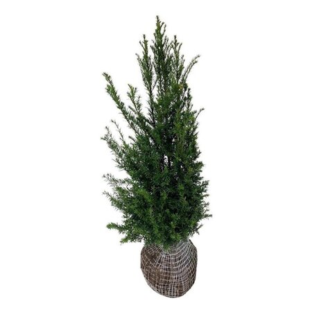 Taxus baccata 80-100 cm met kluit - afbeelding 10