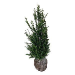 Taxus baccata 80-100 cm met kluit - afbeelding 10