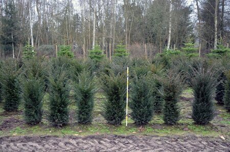 Taxus baccata 80-100 cm met kluit - afbeelding 28