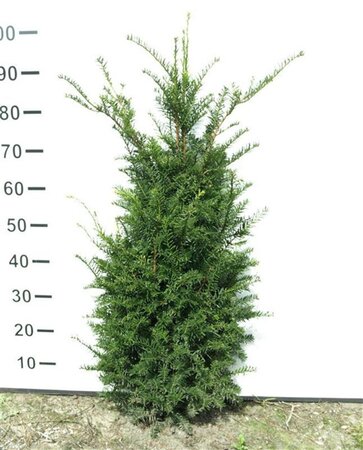 Taxus baccata 80-100 cm met kluit - afbeelding 2