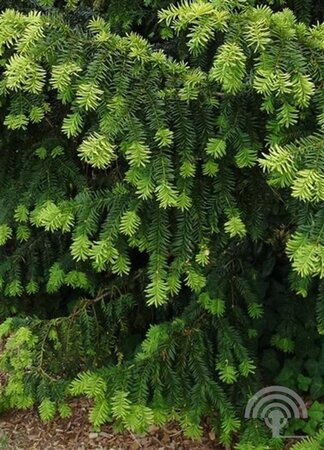 Taxus baccata 80-100 cm met kluit - afbeelding 2