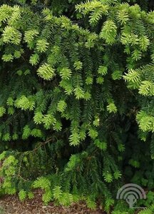 Taxus baccata 80-100 cm met kluit - afbeelding 2