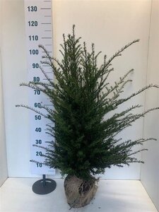 Taxus baccata 80-100 cm met kluit - afbeelding 39