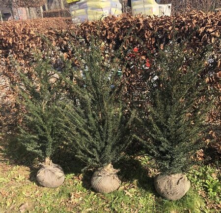 Taxus baccata 80-100 cm met kluit - afbeelding 38