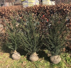 Taxus baccata 80-100 cm met kluit - afbeelding 38