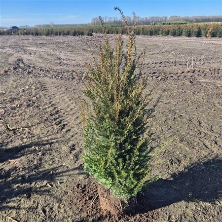 Taxus baccata 80-100 cm met kluit - afbeelding 4