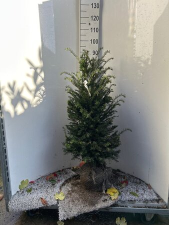 Taxus baccata 80-100 cm met kluit - afbeelding 12