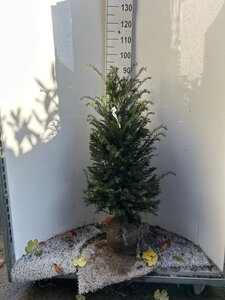 Taxus baccata 80-100 cm met kluit - afbeelding 12
