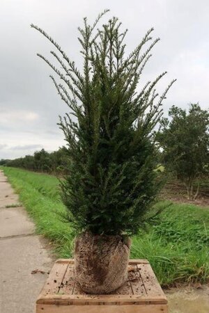 Taxus baccata 80-100 cm met kluit - afbeelding 12