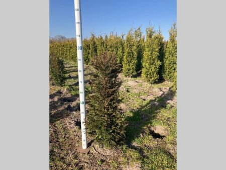 Taxus baccata 80-100 cm met kluit - afbeelding 20