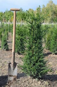Taxus baccata 80-100 cm met kluit - afbeelding 29