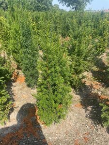 Taxus baccata 80-100 cm met kluit - afbeelding 26