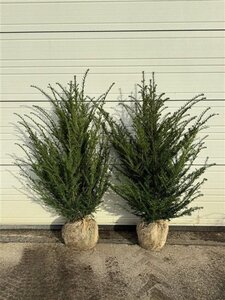 Taxus baccata 80-100 cm met kluit - afbeelding 3