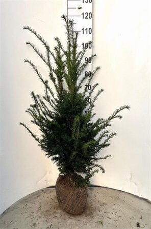 Taxus baccata 80-100 cm met kluit - afbeelding 9