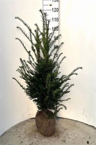 Taxus baccata 80-100 cm met kluit - afbeelding 9