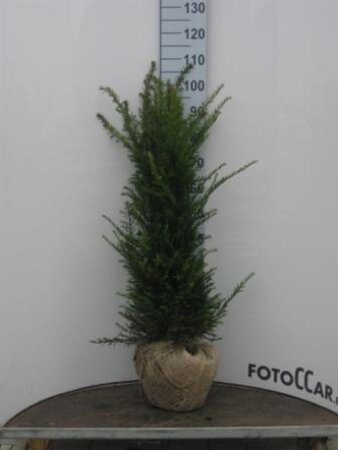 Taxus baccata 80-100 cm met kluit - afbeelding 34