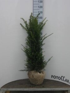 Taxus baccata 80-100 cm met kluit - afbeelding 34