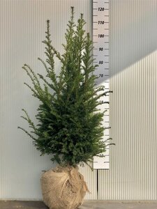 Taxus baccata 80-100 cm met kluit - afbeelding 19