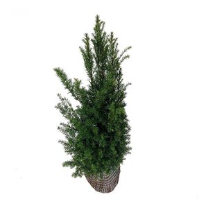Taxus baccata 80-100 cm met kluit - afbeelding 11
