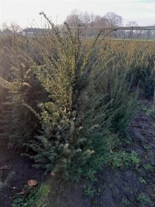 Taxus baccata 80-100 cm met kluit