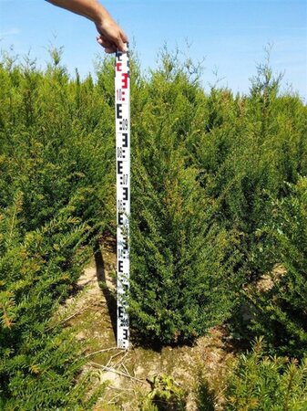 Taxus baccata 80-100 cm met kluit - afbeelding 6